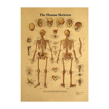 Corpul uman Ilustrare-Schelet de Epocă Poster pe Hârtie Kraft Clasă Muzeul de Pictura Decorativa 50.5x35cm