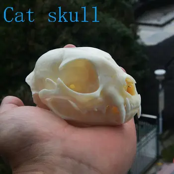 1buc Craniu de Animal specimen Taxidermie