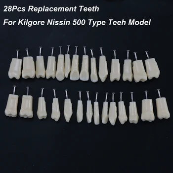 28Pcs Typodont Dinți Model Compatibil cu Kilgore Nissin 500 de Schimb Dinți Dentare Practică și de Predare a Înlocui M8024